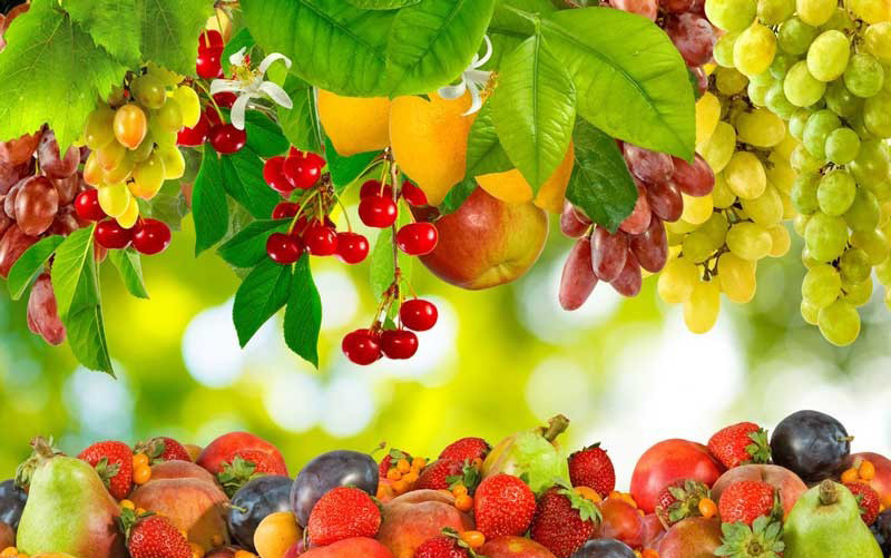 مزایای هوموس